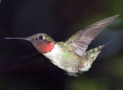 Ruby-throated Hummingbird