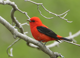 Scarlet Tanager