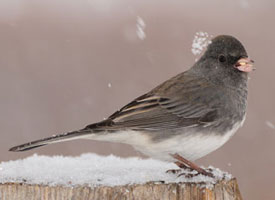 Dark-eyed Junco
