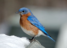 Eastern Bluebird