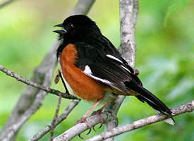 Eastern Towhee