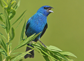 Indigo Bunting