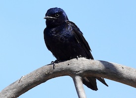 Purple Martin