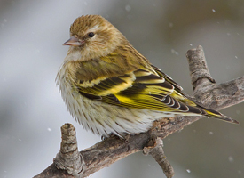 Pine Siskin