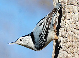 White-breasted Nuthatch