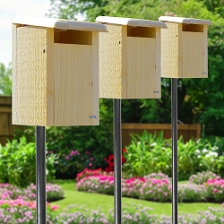 Conservation Sparrow-Resistant Eastern Bluebird House Package w/Pole Kit