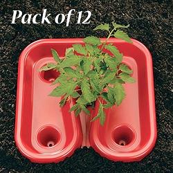 Red Tomato Enhancing Trays 12/Pack