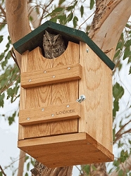 Looker Cedar Screech Owl/Kestrel House 