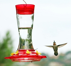 Garnet 20 oz. Hummingbird Feeder 