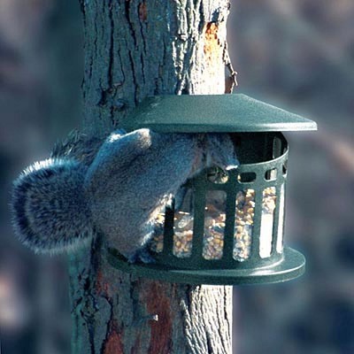 Heritage Farms Squirrel Diner II 