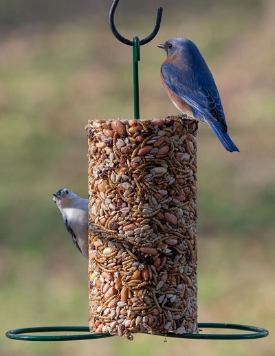 Seed Cylinder Feeder Green (Seed Cylinders Sold Separately) 