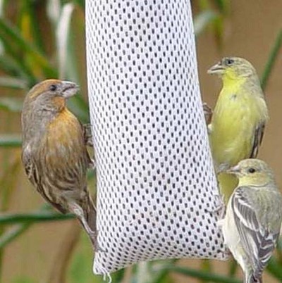 Pre-Filled/Refillable Thistle Seed Pouch 6/Pack 