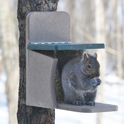 Recycled Plastic Squirrel Munch Box Feeder 