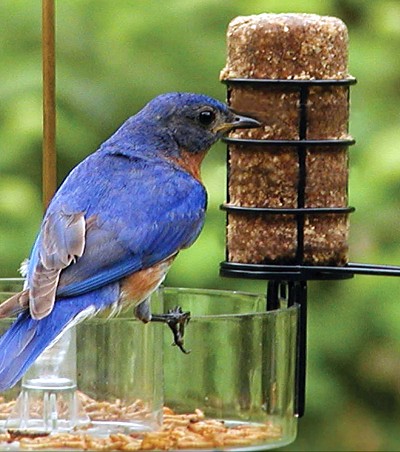 Choice Insect Suet Log 48/Pack 