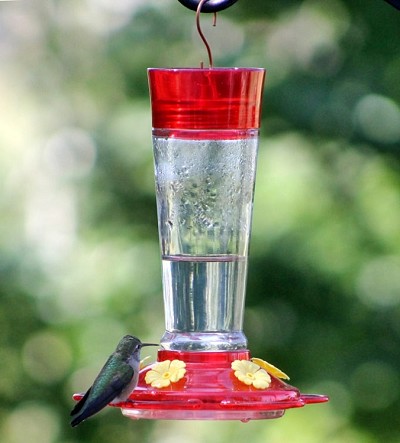Ruby Hummingbird Feeder 10 oz. 