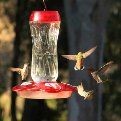 Orion Hummingbird Feeder 16 oz. 