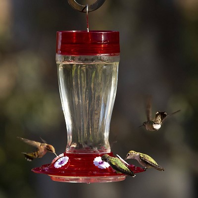 Big Gulp Hummingbird Feeder 