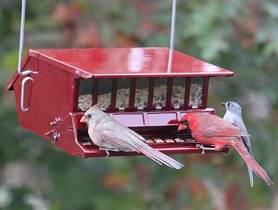 Bird Lover's Choice Squirrel-Proof Feeder Red 