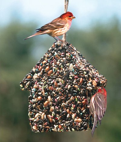 Birdie Chalet Hanging Edible Bird Feeder 1.75 lb. Set of 2 