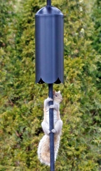 Cylindrical Dome Top Scalloped Squirrel Pole Baffle 