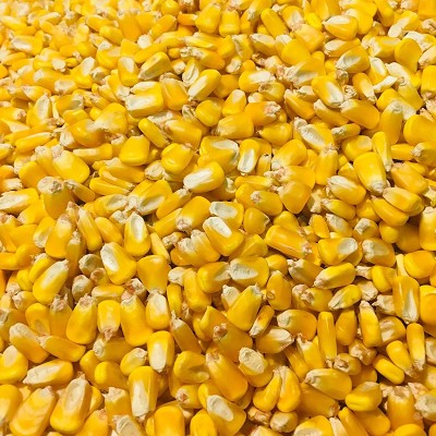 Shelled Corn Animal Wildlife Feed 40 lb. Bag 